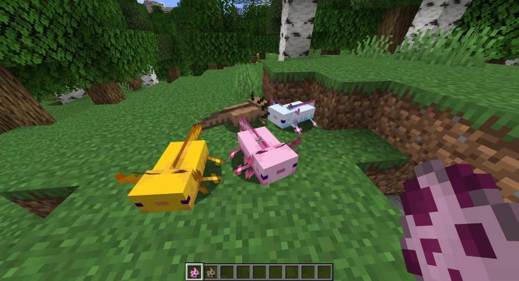 Aksolotle Minecraft - nowe moby w grze Nowe moby - Aksolotle Minecraft