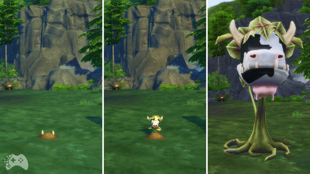 ile rośnie krowokwiat w the sims 4